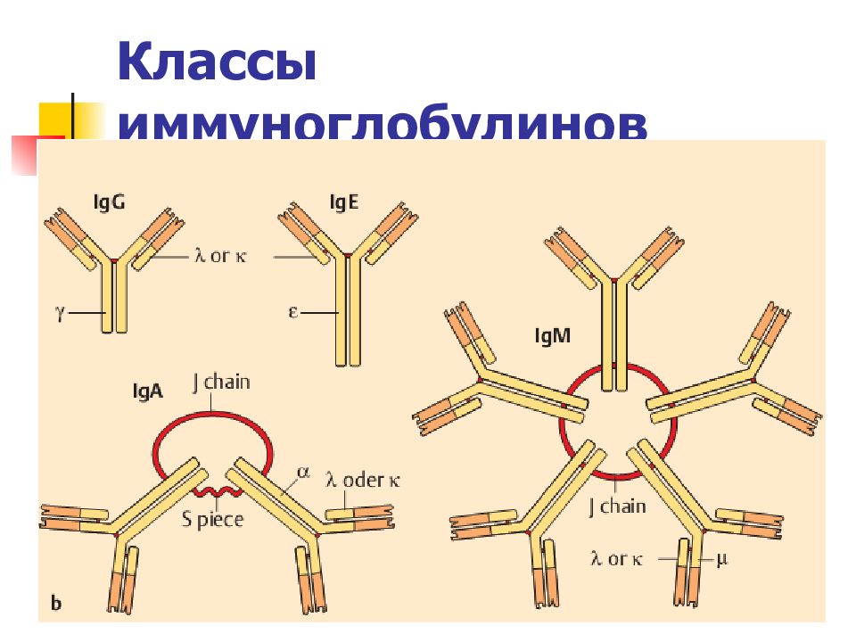 Иммуноглобулины iga igm igg. Схема строения секреторного иммуноглобулина а. Иммуноглобулин класса а2. Иммуноглобулин класса g строение. Структура иммуноглобулина iga.