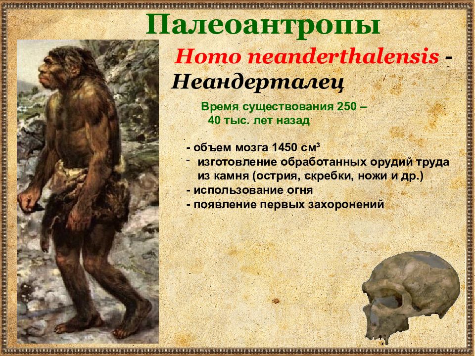 Древнейший человек появился на территории. Палеоантропы неандертальцы. Синантроп палеонтроп. Палеоантропы характеристика. Древние люди Палеоантропы характеристика.