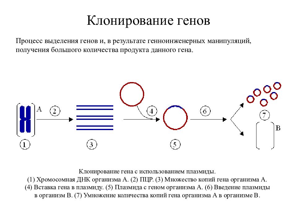 Пцр применение презентация