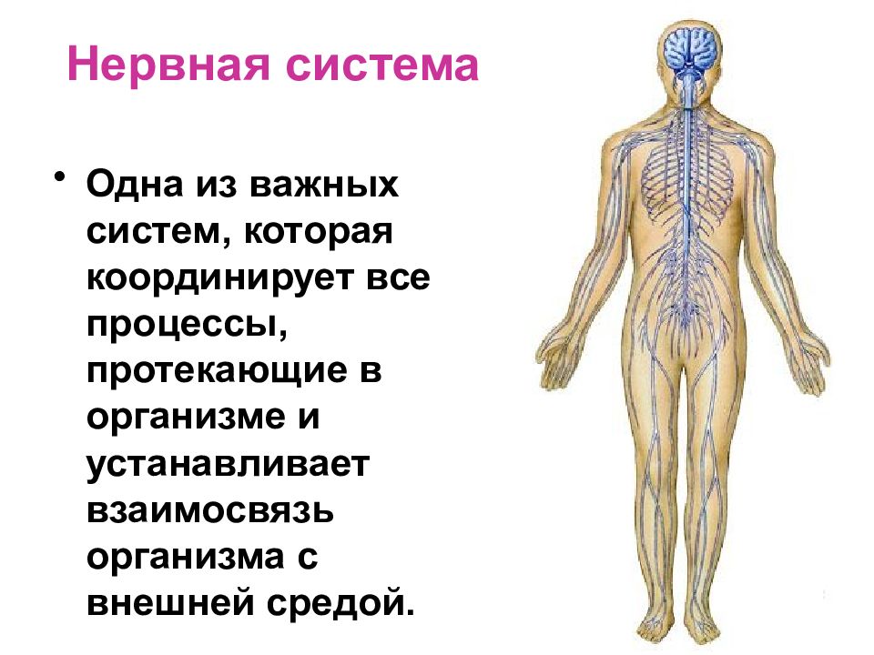 Презентация нервная система человека анатомия