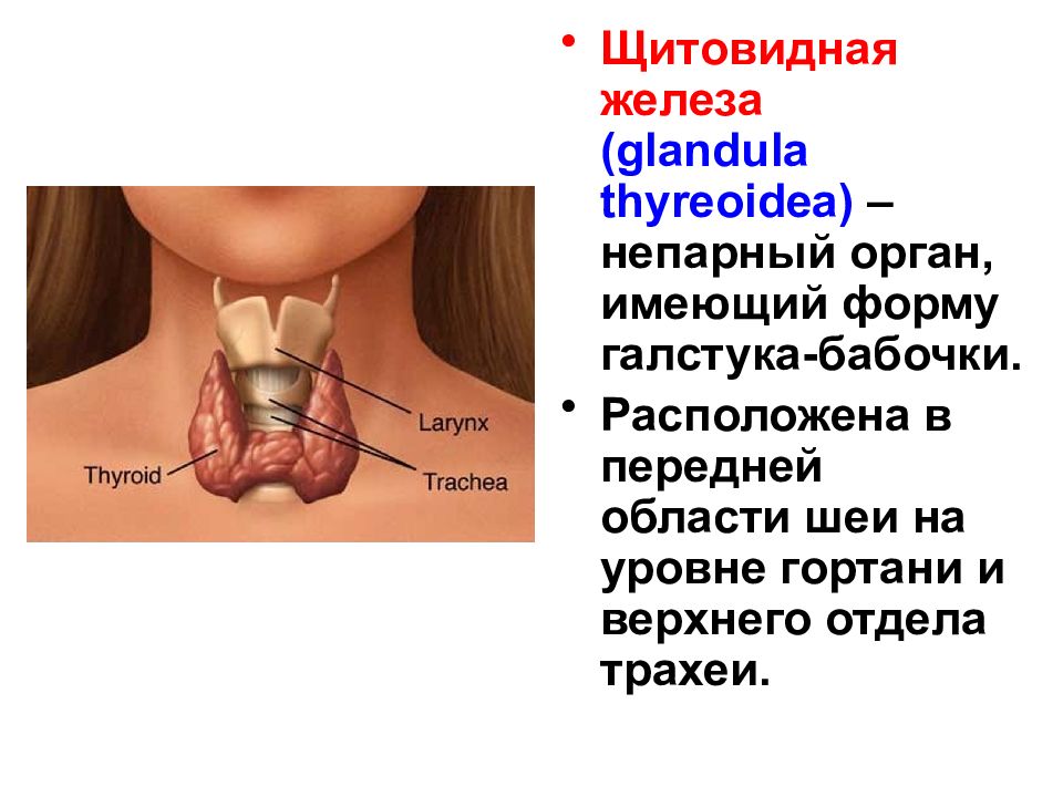 Щитовидная железа на картинке где находится