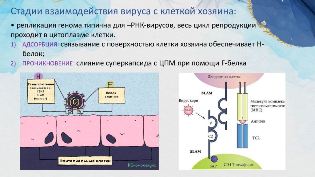 Стадии взаимодействия вируса с клеткой. Репликация вируса кори. Этапы репродукции вируса кори. Вирус кори проникновение. Проникновение вируса кори в клетку.