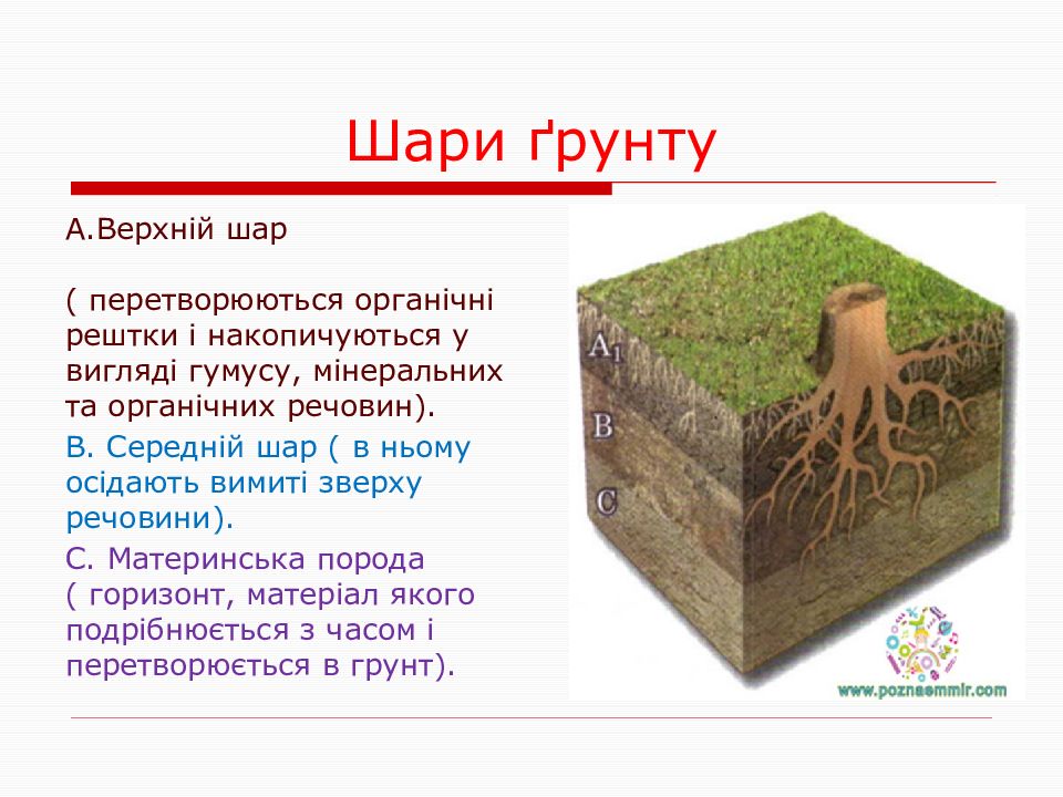 Шар грунту. Верхний шар почвы. Для чого потрібно розпушувати верхній шар грунту. У якому шарі грунту більшість живих організмів живе. Як розподілені живі організми у різних шарах грунту?.