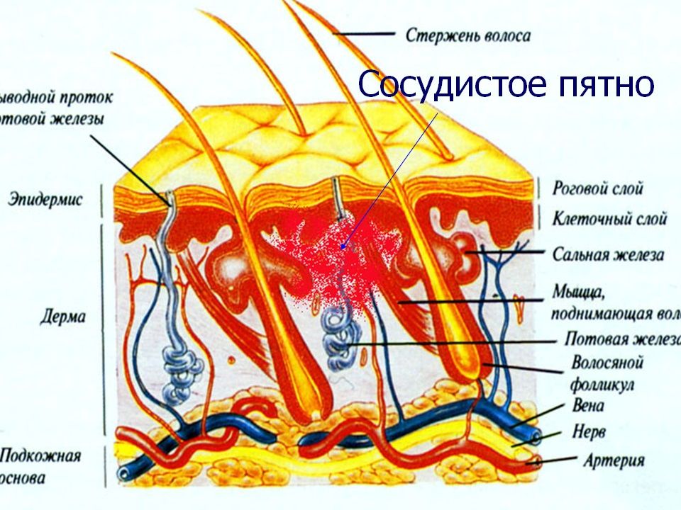 Морфологические элементы кожи презентация