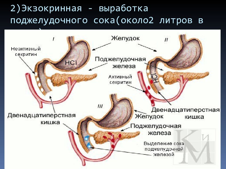 Куда выделяет. Поджелудочная железа панкреатический сок. Выработка панкреатического сока. Печень вырабатывает панкреатический сок. Выработка поджелудочного сока.