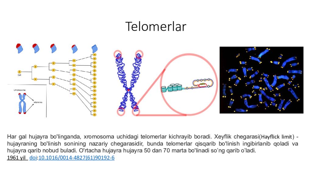 DNK ning tuzilishi va DNK replikatsiyasi Telomerlar
