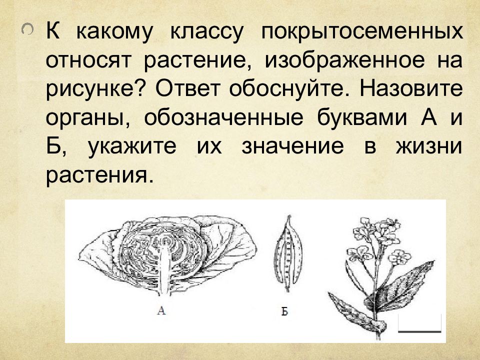 На рисунке 1 изображено растение и внутреннее. К какому классу относится растение изображенное на рисунке. К какому классу относят растение изображенное на рисунке. Ка какому классу относят растения. К какому классу растений относят растение изображенное на рисунке.
