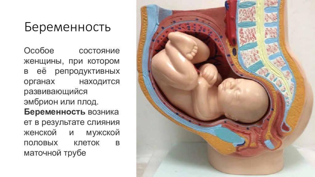 Женская репродуктивная система анатомия презентация