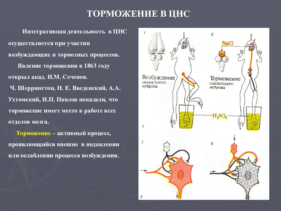 Основные типы нейронов в цнс. Типы нервных центров. Функции цнс физиология кратко. Передача информации в цнс кратко. Проведение информации в цнс.
