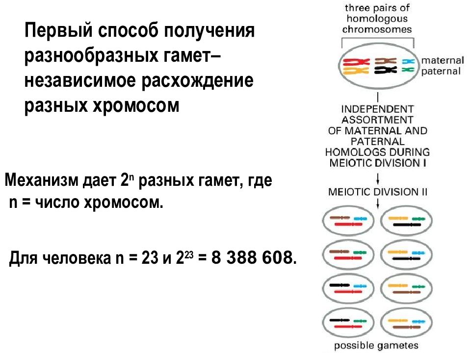 Расхождение хромосом.