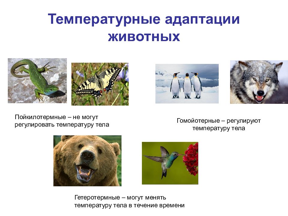 Адаптации животных к зимнему периоду замедление метаболизма. Температурные адаптации животных. Адаптации пойкилотермных животных. Адаптации животных к низким температурам. Гетеротермные животные.