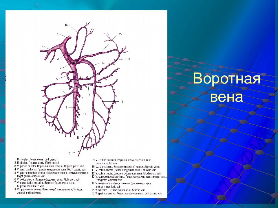 Воротная вена схема