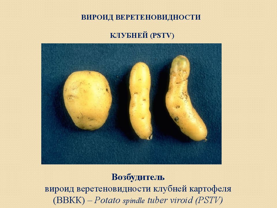 Болезни картофеля в картинках на клубнях