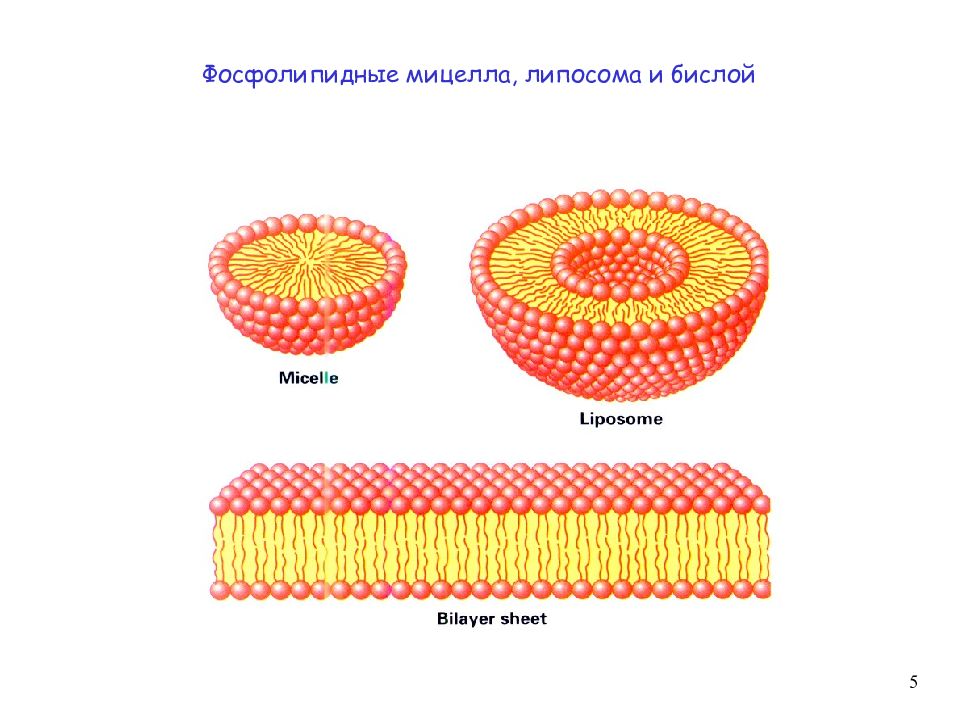 Липосомальное железо. Липосома и мицелла. Мицеллы и липосомы. Липосома бислой. Липидные мицеллы бислои липосомы.