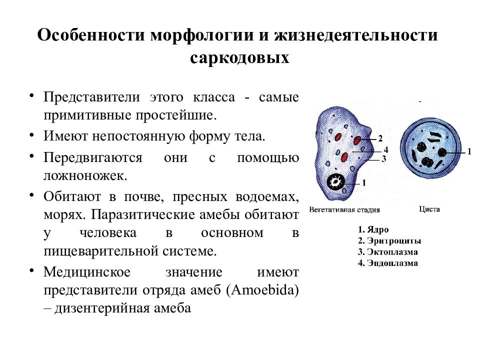 Система простейших