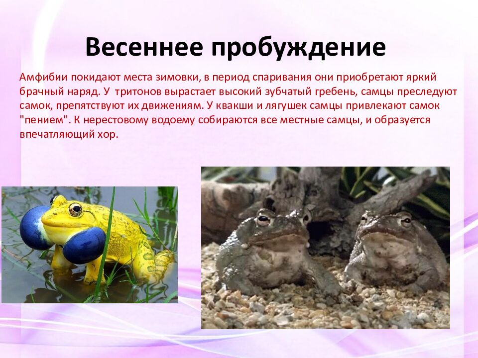 Весеннее пробуждение