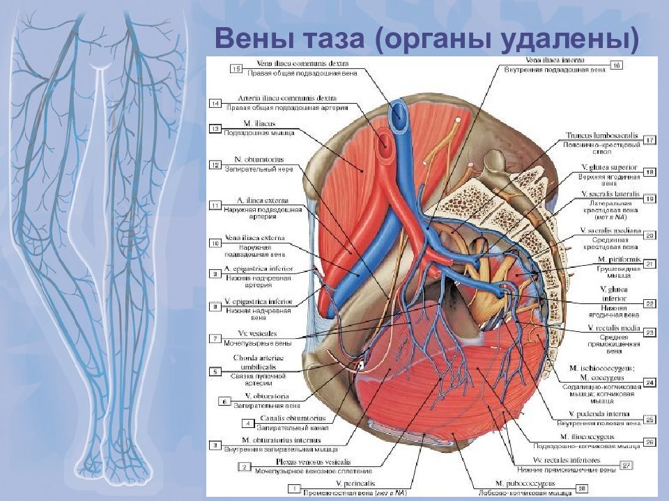 Подвздошных вен. Внутренняя подвздошная Вена схема. Подвздошная Вена анатомия. Вены тазовой полости анатомия.