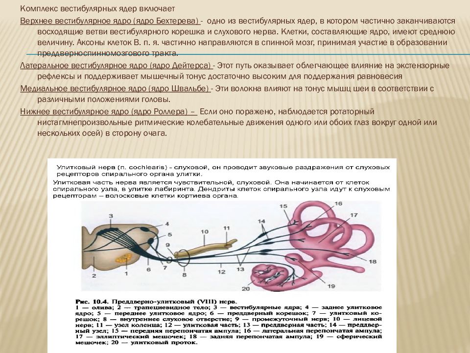 Вестибулярные ядра ствола мозга это вторичный центр