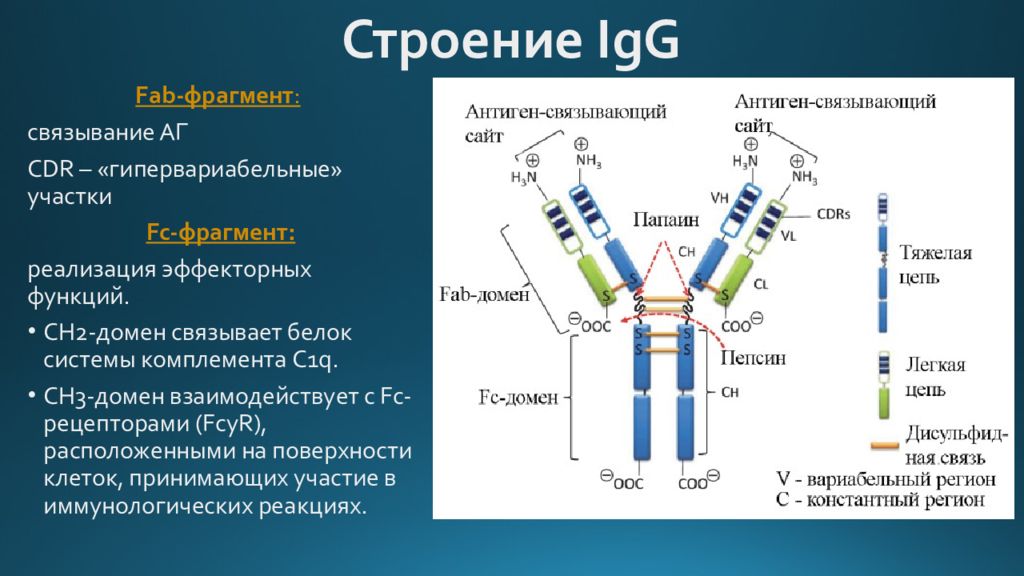 Домены антител. Моноклональные антитела строение. Структура антитела иммунология. Структура антитела IGG. Антитела иммуноглобулины структура.