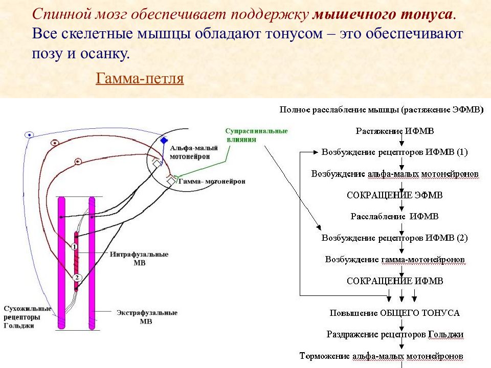 Схема спинальных механизмов регуляции мышечного тонуса с каналами обратной связи