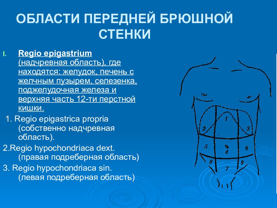 Области передней брюшной стенки схема