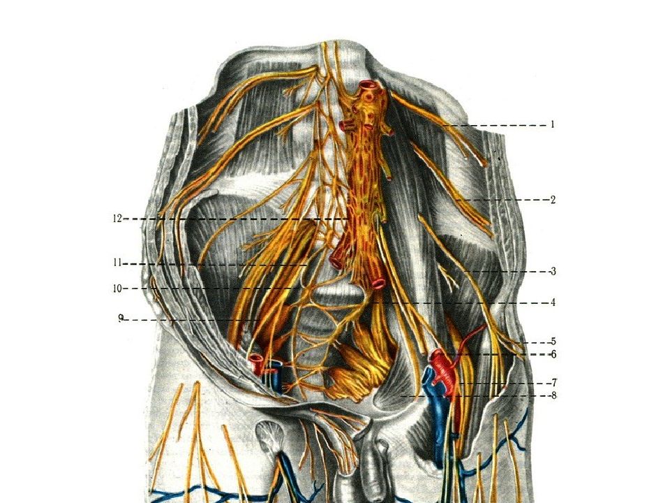 Периферические нервы и сплетения. Поясничное сплетение. Периферический нерв фото. Нервная система поясничное сплетение. Нервные окончания, поясничного сплетения.