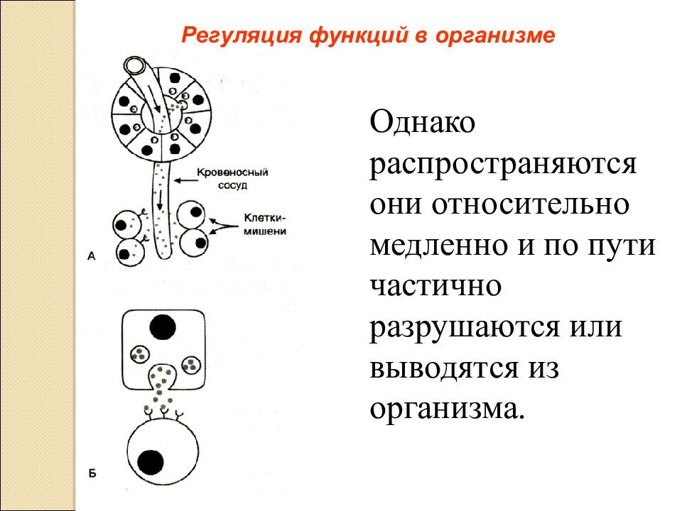 Регуляция функций в организме