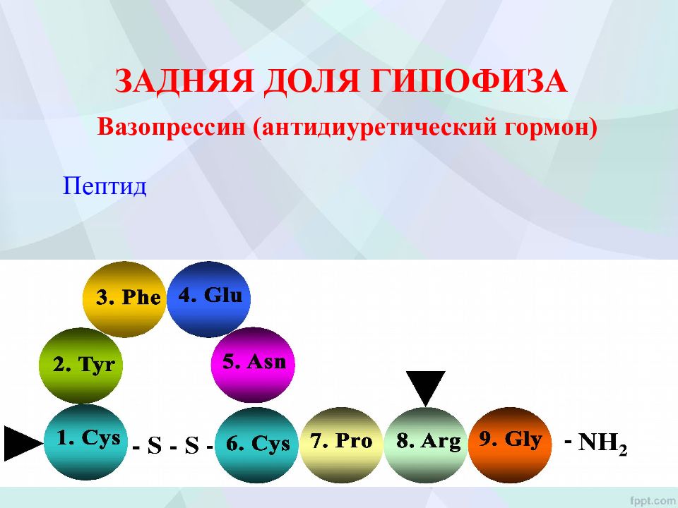 Гормоны гипофиза пептиды. Вазопрессин гормон гипофиза. Гормоны гипофиза биохимия. Гормоны долей гипофиза.