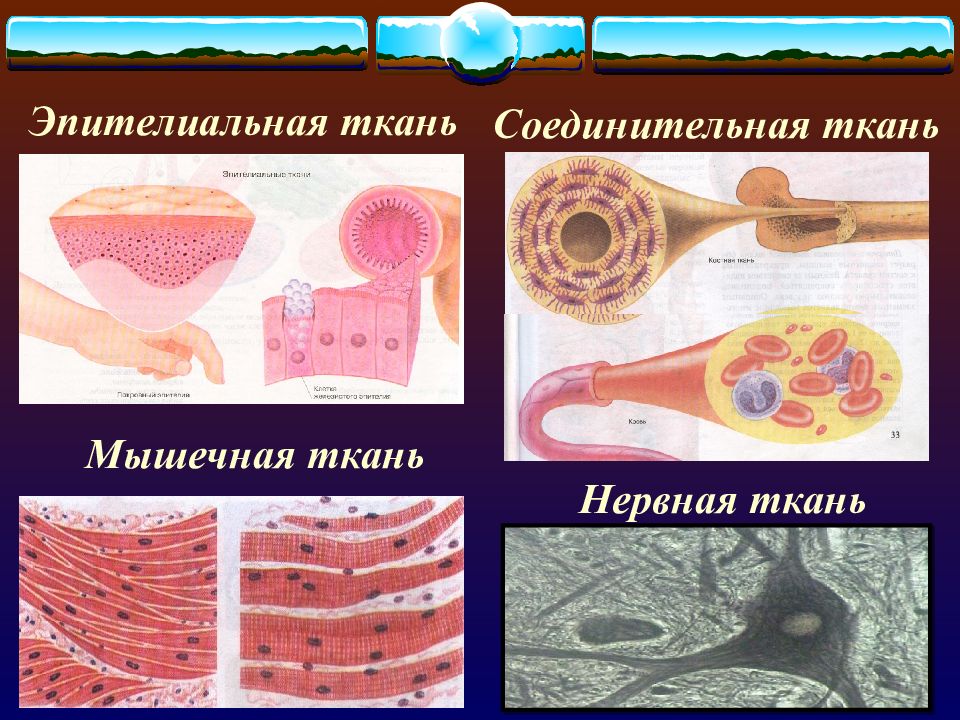 Какая ткань изображена на рисунке эпителиальная мышечная соединительная нервная