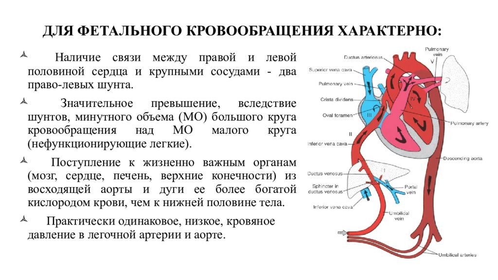 Плацентарный круг кровообращения. Плацентарный круг кровообращения схема. Особенности строения сердца плода и плацентарное кровообращение.. Плацентарное кровообращение плода схема. Схема кровообращения у новорожденных.