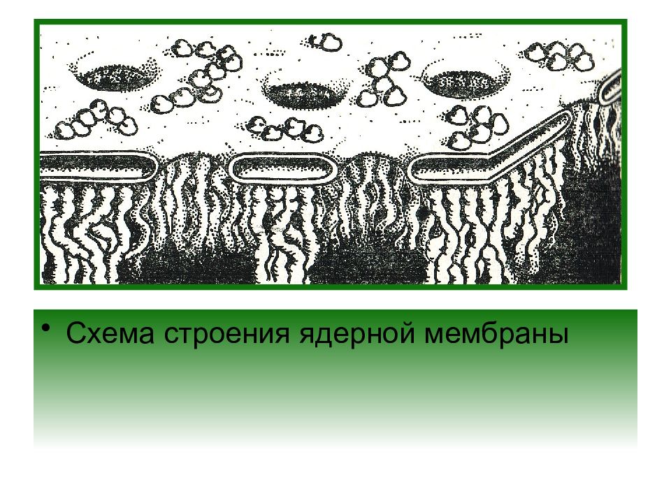 Исчезновение ядерной мембраны. Схема строения ядерной мембраны. Схема строения ядерной оболочки.