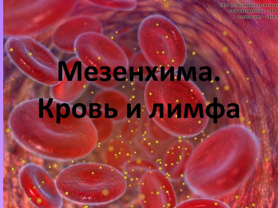 Мезенхима. Кровь и лимфа