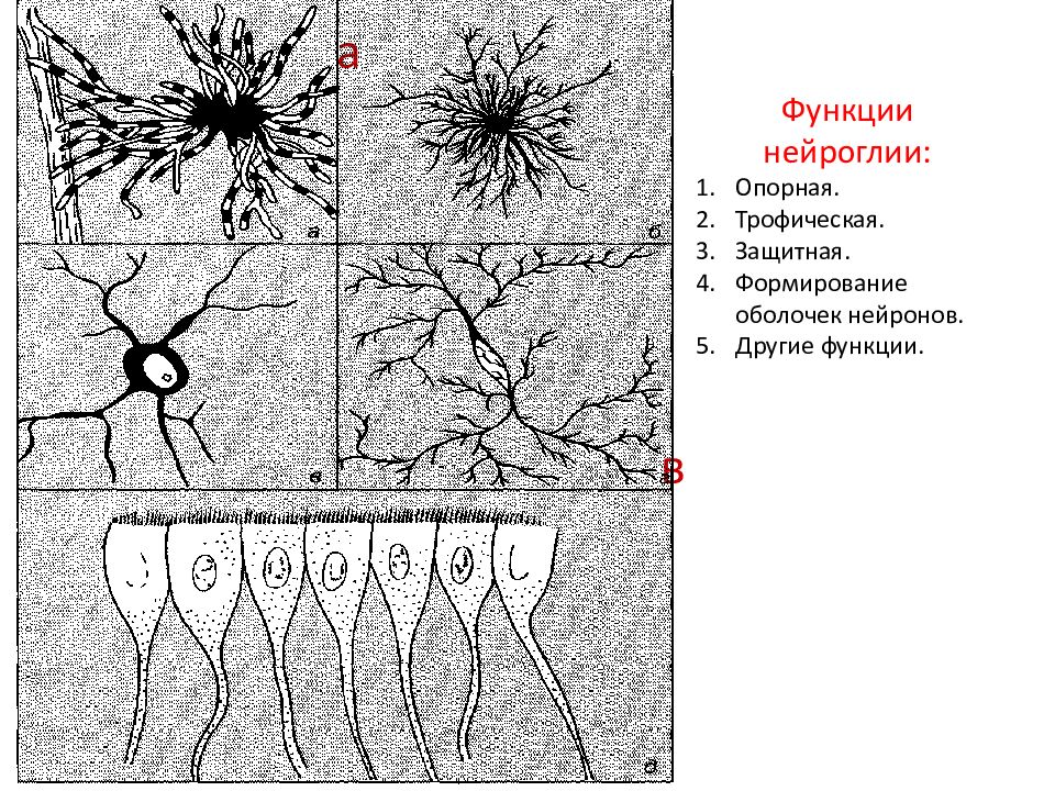 Формирование оболочек. Нейрон и нейроглия рисунок. Нейроглия опорные клетки. Нейроглия Электронограмма. Строение нейроглии рисунок.