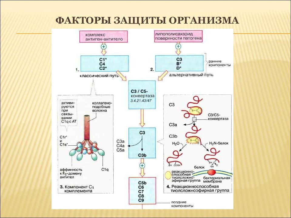 Защитный фактор. Перечислите иммунные механизмы защиты организма. Факторы защиты организма. Факторы естественной защиты организма. Факторы защиты организма схема.