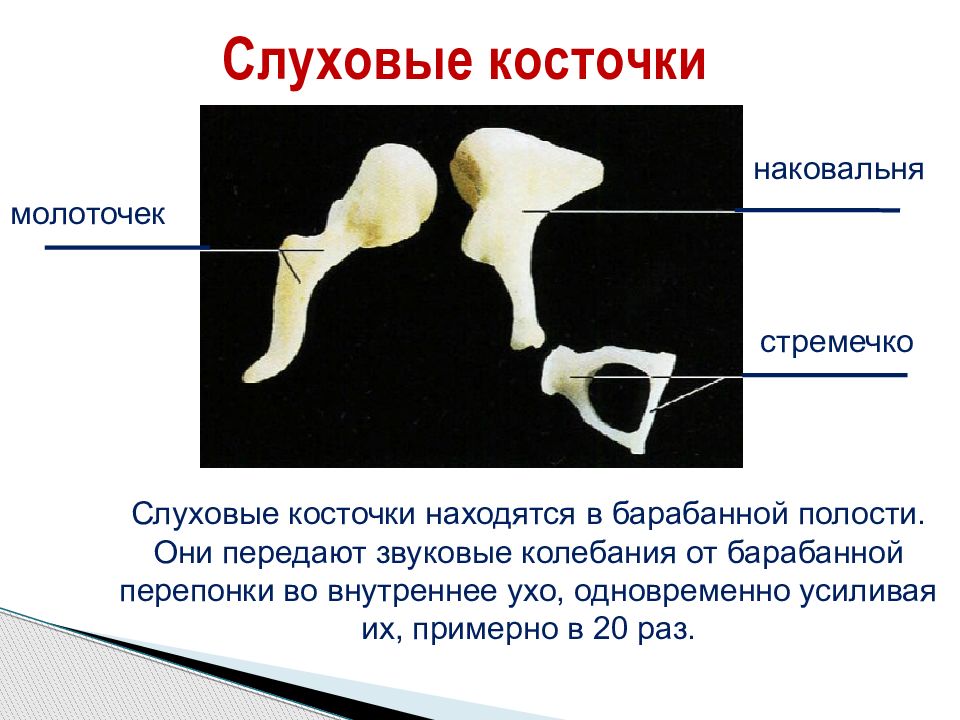 Слуховые косточки. Молоточек наковальня стремечко расположены. Слуховые косточки (молоточек, наковальня, стремя), евстахиева труба. Слуховые косточки находятся в. Молоточек слуховая косточка.