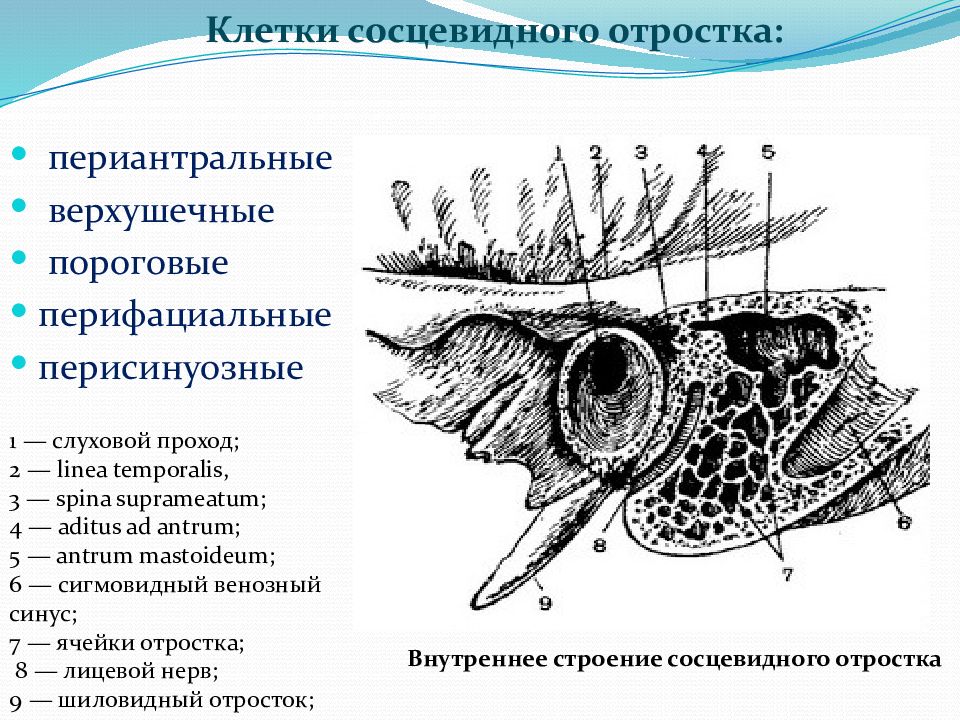 Стенки сосцевидного отростка