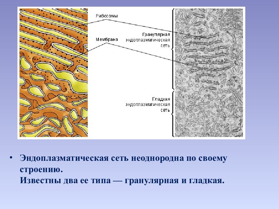 Канал эндоплазматической сети. Гранулярная эндоплазматическая сеть процесс. Эндоплазматическая сеть биология 8 класс. Гладкая эндоплазматическая сеть. Гранулярная эндоплазматическая сеть строение.