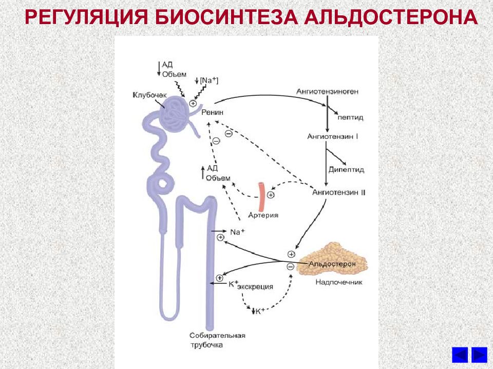 Гормон альдостерон железа. Схема регуляции секреции альдостерона. Регуляция альдостерона схема. Регуляция синтеза альдостерона. Схема синтеза и секреции альдостерона.