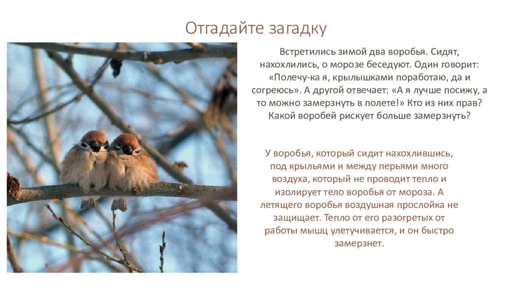 Отгадайте загадку