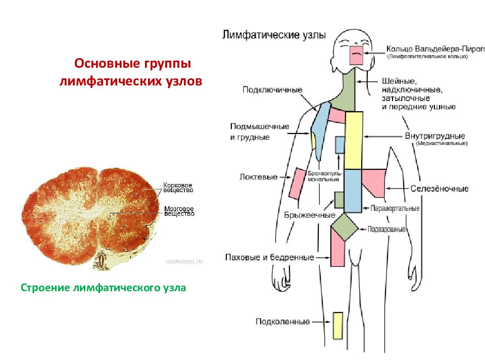 Лимфология