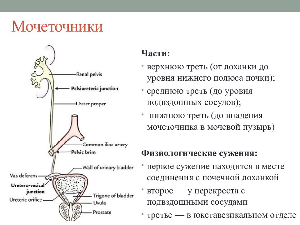 Нижняя треть мочеточника. Сужения мочеточника анатомия. Анатомические сужения мочеточника. Мочеточник строение анатомия. Строение стенки мочеточника анатомия.