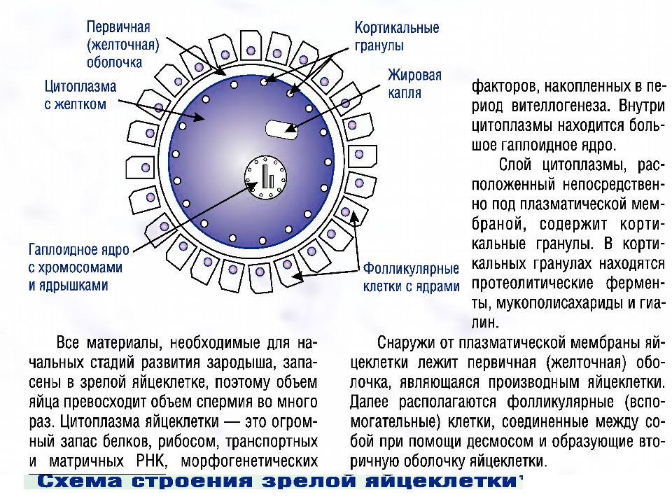 Ядро яйцеклетки