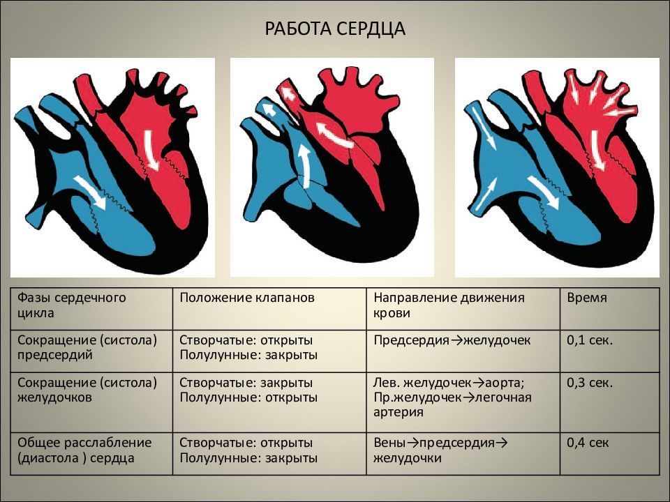 Проект работа сердца