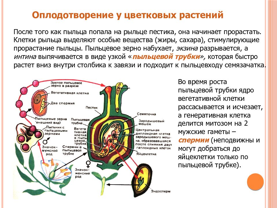 Процесс двойного оплодотворения рисунок