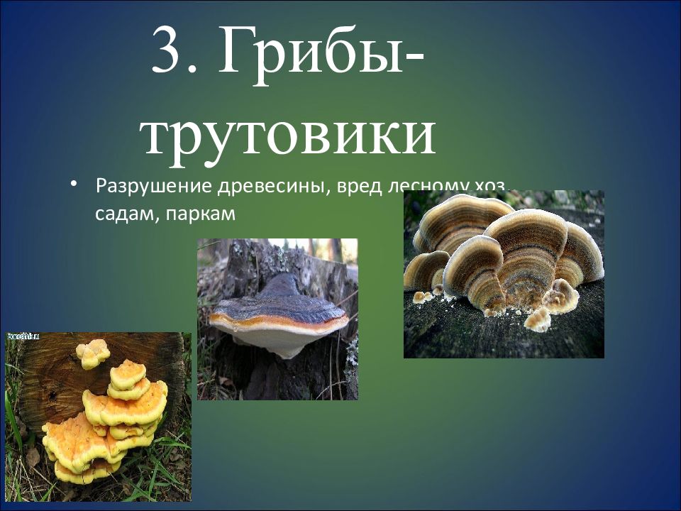 Грибы паразиты наносят большой вред. Паразитический гриб трутовик. Трутовик гриб паразит. Грибы которые разрушают древесину. Трутовик разрушает древесину.