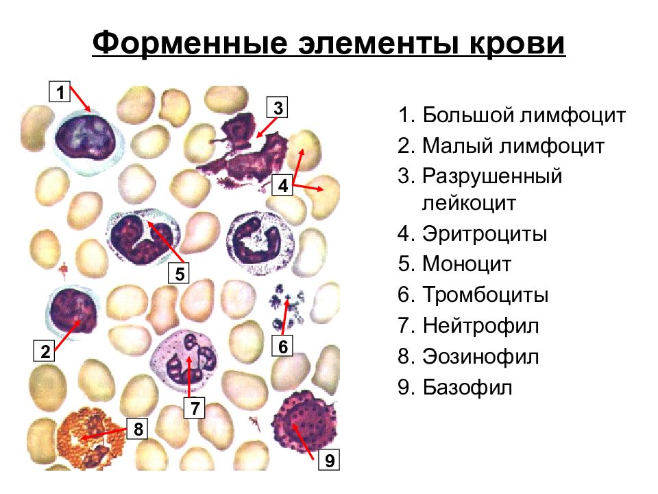 Составляющий элемент крови. Форменные элементы крови кровяные клетки. Схема строения форменных элементов крови. 3. Форменные элементы крови (эритроциты, лейкоциты, тромбоциты).. Форменные элементы крови лимфоциты.