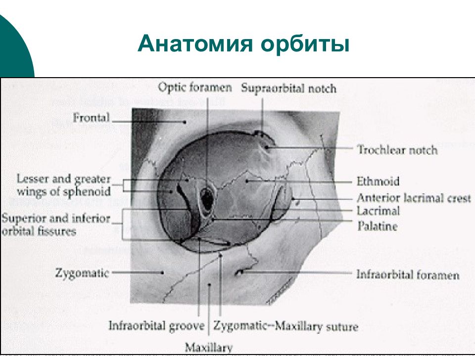 Орбита глаза