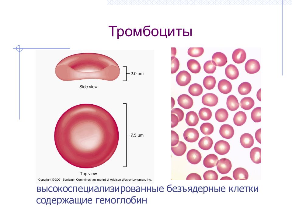 Как выглядят эритроциты человека
