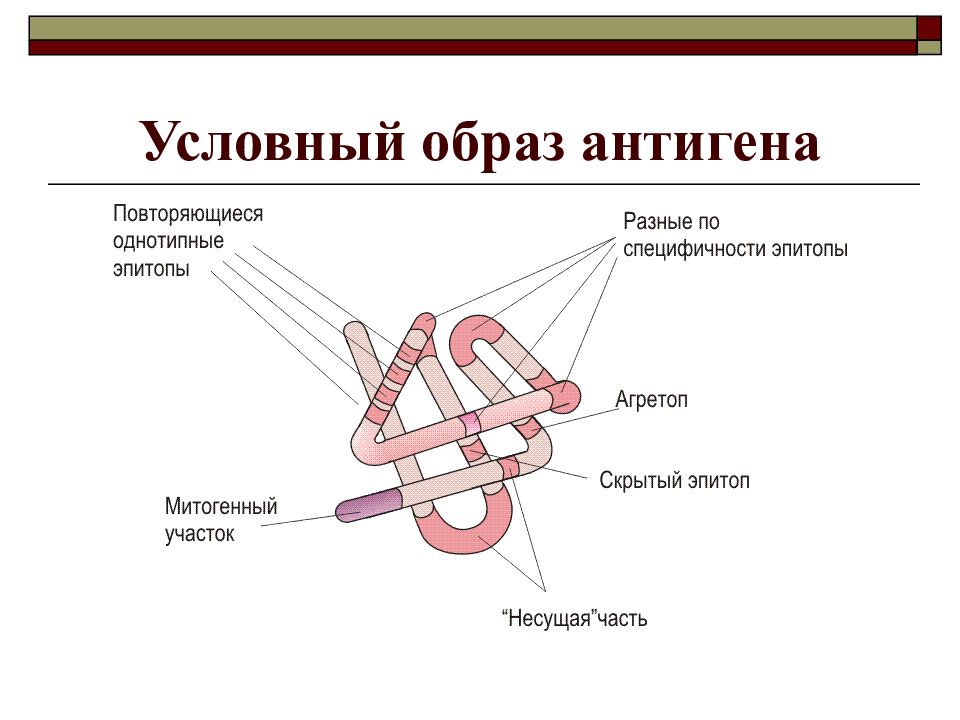 Антигены картинки для презентации