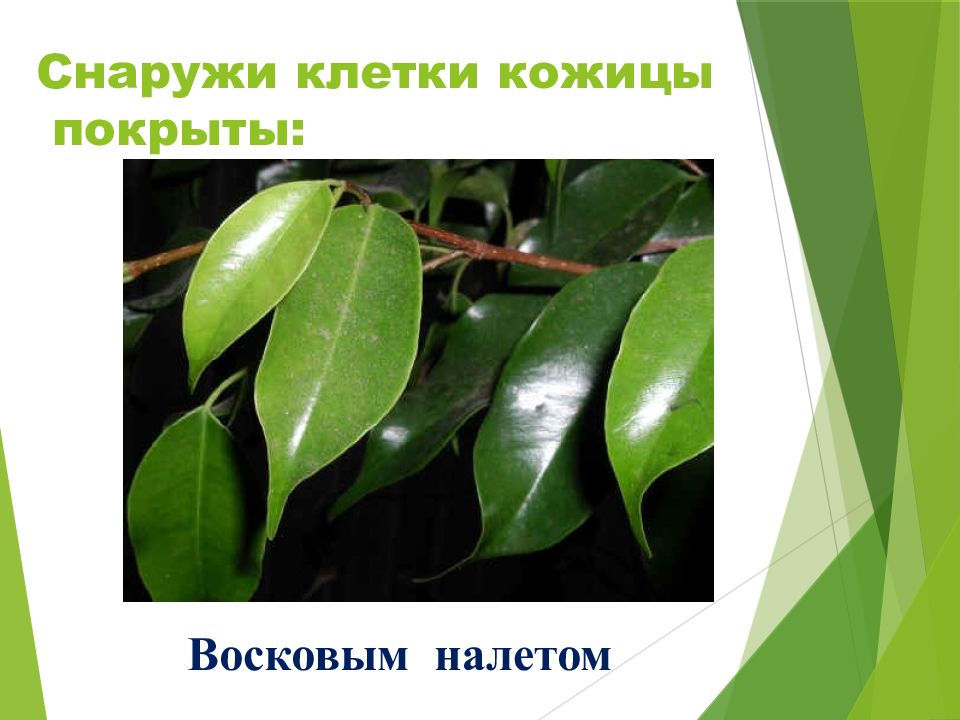 Покрывает клетку снаружи. Листья с восковым налетом. Растения покрытые воском примеры. Для чего растения покрыты восковым налетом.